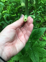 Digitalis grandiflora
