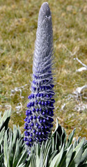 Lupinus luisanae ocetensis