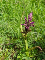 Anacamptis