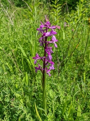 Anacamptis palustris elegans
