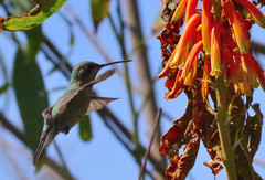Cynanthus latirostris