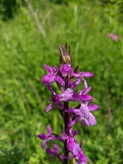 Anacamptis palustris elegans