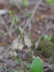Forked Comb Fern