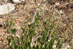 Vincetoxicum hirundinaria adriaticum