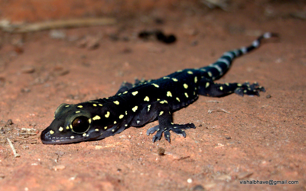 Bombay Leaf-Toed Gecko