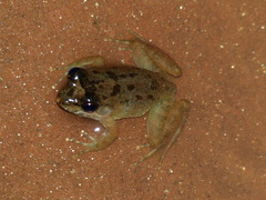 Mantidactylus