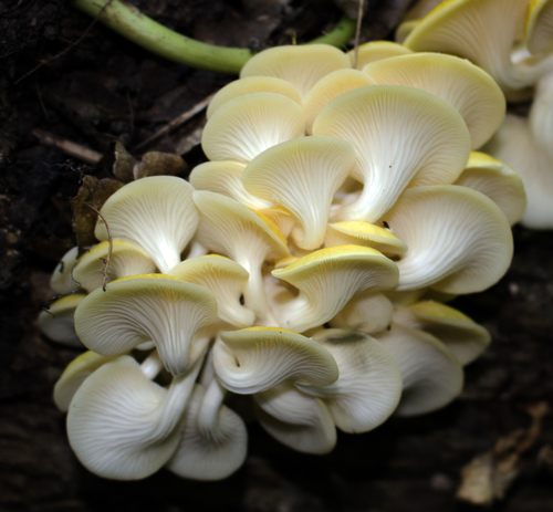 Golden Oyster Mushroom