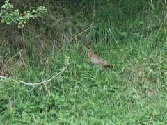 Phasianus colchicus torquatus