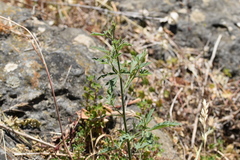 Althaea cannabina