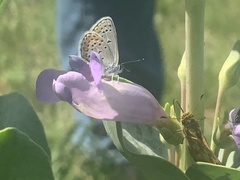Plebejus melissa