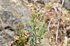 Althaea cannabina
