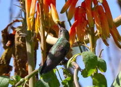Cynanthus latirostris