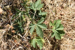 Althaea cannabina