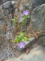 Cristaria integerrima integerrima