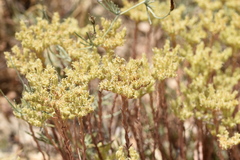 Petrosedum ochroleucum