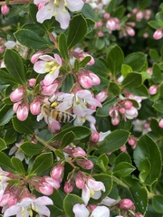 Apis mellifera