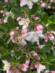 Apis mellifera