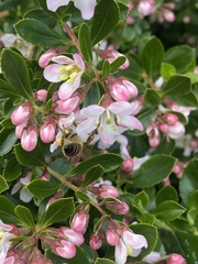 Apis mellifera