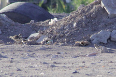 Charadrius vociferus