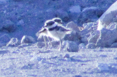 Charadrius vociferus