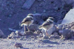 Charadrius vociferus