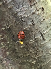 Harmonia axyridis