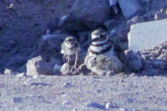Charadrius vociferus