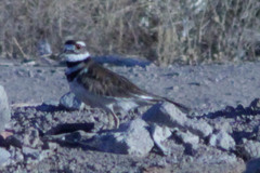 Charadrius vociferus