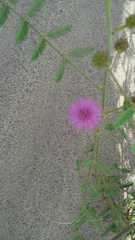 Mimosa rupertiana