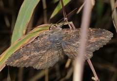 Anisoneura salebrosa