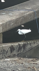 Egretta thula image