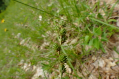 Carex normalis