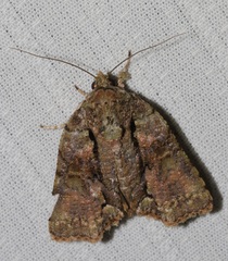 Blenina senex