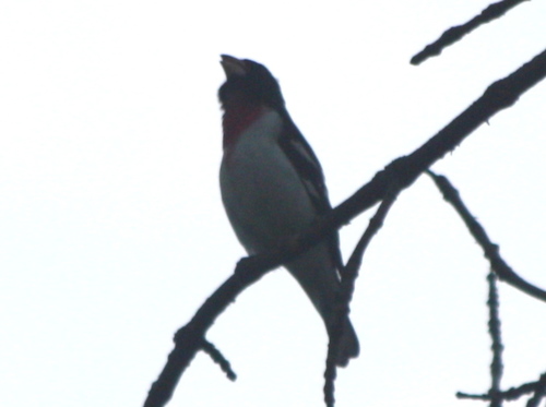 Pheucticus ludovicianus