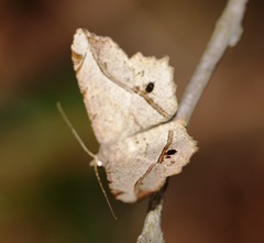 Chiasmia monticolaria