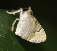 Chloroclystis conversa