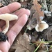 Clitocybe idahoensis - Photo (c) Jonathan Frank, some rights reserved (CC BY-NC-ND), uploaded by Jonathan Frank