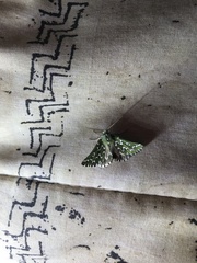 Drepanogynis bifasciata