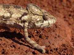 Furcifer oustaleti