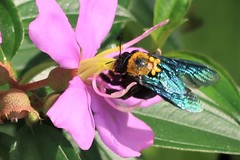 Xylocopa flavonigrescens