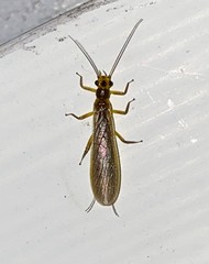 Perlesta