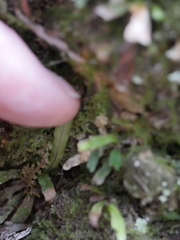 Notogrammitis ciliata