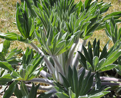 Lupinus luisanae ocetensis