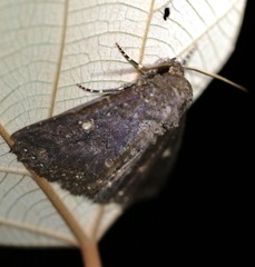 Hypersypnoides submarginata