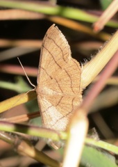 Scopula mecysma