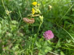 Oligoglena iphigenia