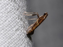 Caloptilia teucra
