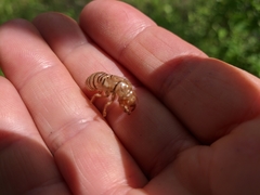 Oligoglena iphigenia