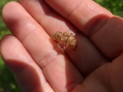 Oligoglena iphigenia