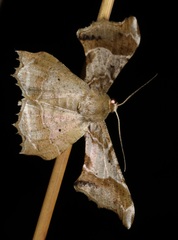 Krananda oliveomarginata